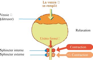 Description du système urinaire pour mieux。